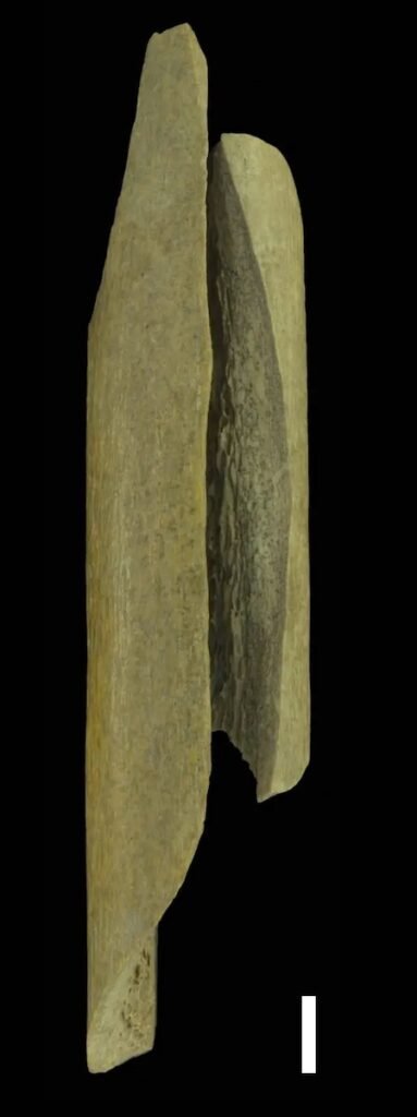 Fragment of a Neanderthal femur from the Goyette Caves in Belgium