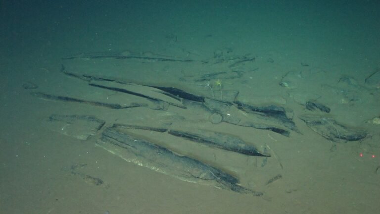 Deep sea images show whale skeletons on the seafloor