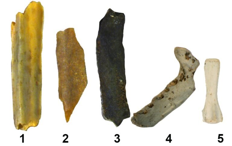 Bones recovered from Wonderwork Cave show varying stages of burning, from half-burned (#1, on the left) to most burnt (#5, on the right).