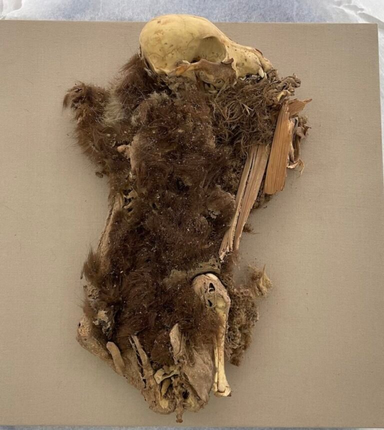 Mummified remains of a female dog from Rio Muerto, Peru