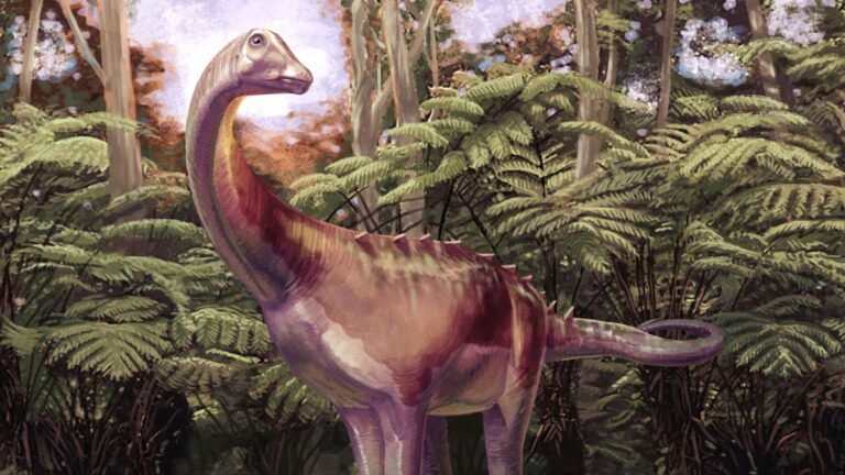 Antarctica's first dinosaur fossil belonged to a group of the largest land animals ever