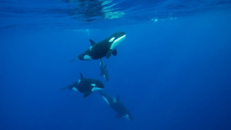 'It was unlike anything I'd witnessed before': Orcas seen headbutting a sunfish so hard that it exploded
