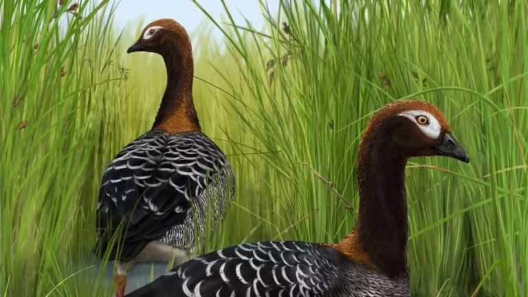 Rare fossil goose rewrites the story of New Zealand's giant birds