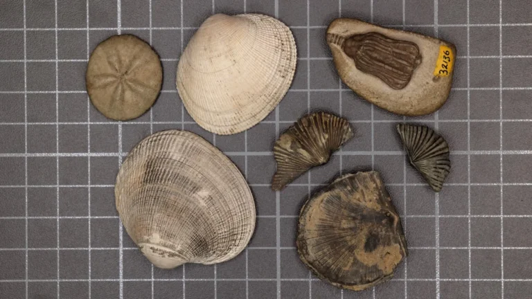 Scientists finally solved the mystery of Earth's greatest mass extinction