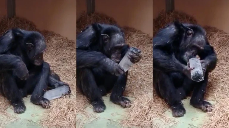 Why have humans collected crystals for 780,000 years? Chimpanzees may hold the answer